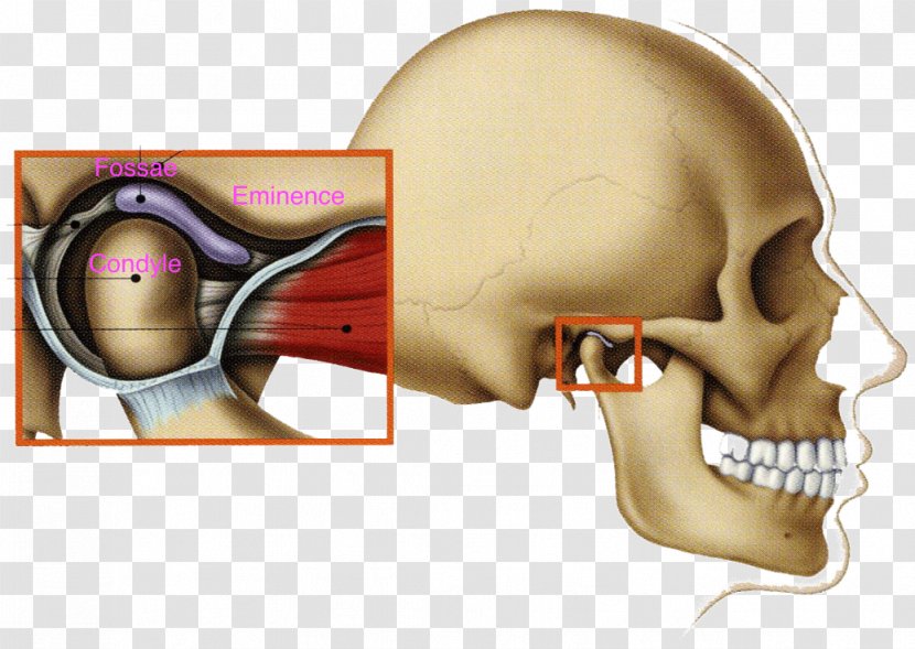 Temporomandibular Joint Dysfunction Mandible Jaw - Frame - Cartoon Transparent PNG