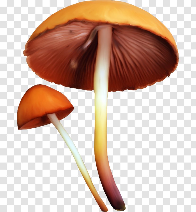 Edible Mushroom Fungus Clip Art - Tree Transparent PNG