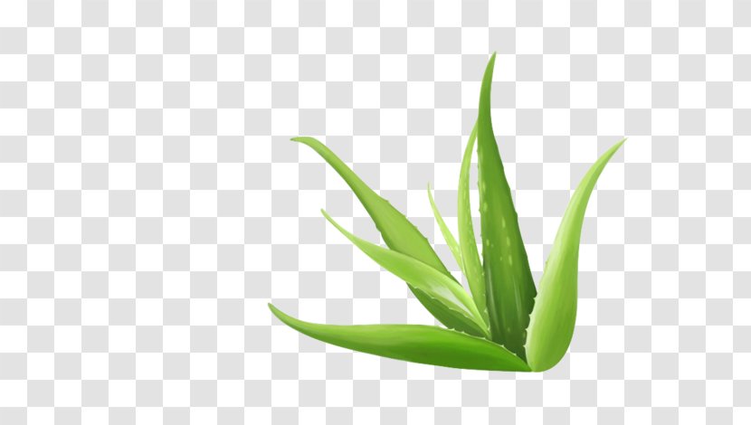Aloe Vera - Plant Stem - Fresh Transparent PNG