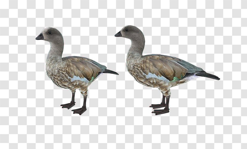 Goose Duck Fauna Feather Beak - Poultry Transparent PNG
