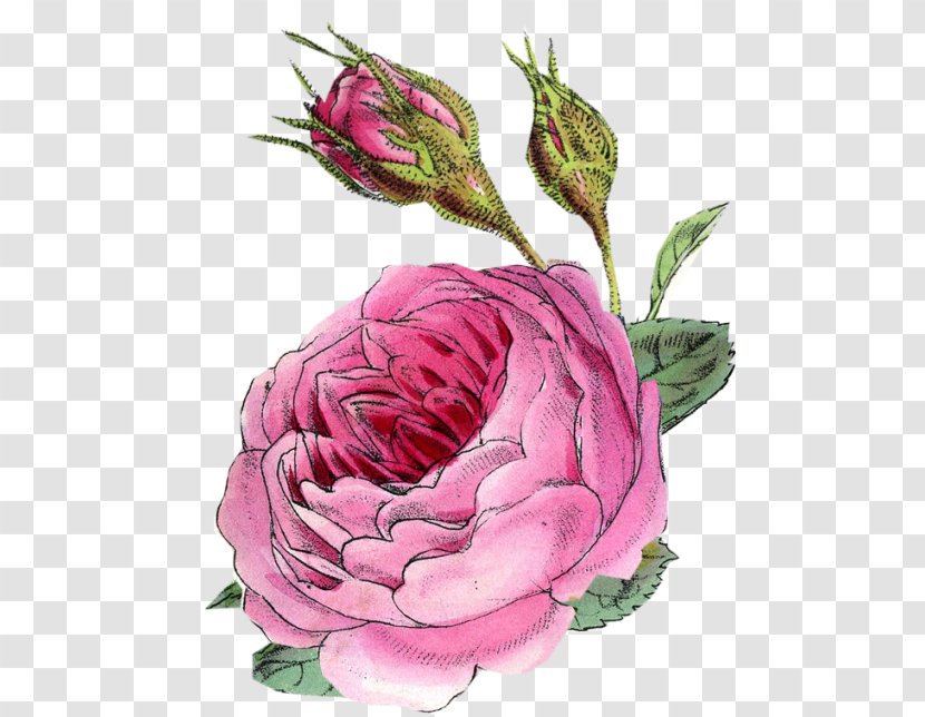 Cut Flowers Floral Design Garden Roses Centifolia - Rose - Pink Shading Transparent PNG