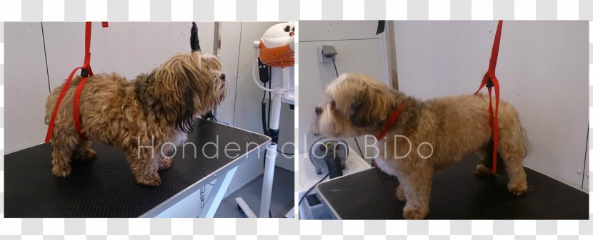 Norfolk Terrier Soft-coated Wheaten Goldendoodle Cockapoo Tibetan - Hairdresser Transparent PNG