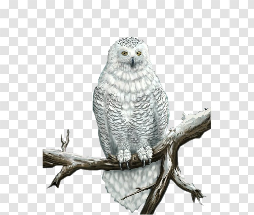 Great Grey Owl Snowy Bird - Beak Transparent PNG