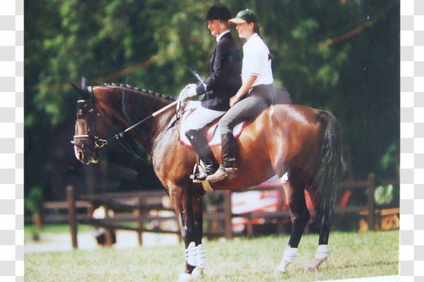 Hunt Seat Stallion Dressage Bridle Eventing - Equestrian Sport - Jockey Transparent PNG