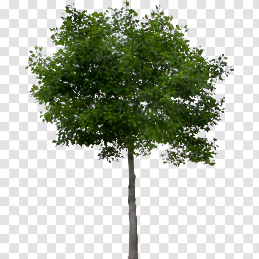 Tree Fraxinus Americana Stock Photography Tilia Cordata Image - Plant - European Ash Transparent PNG