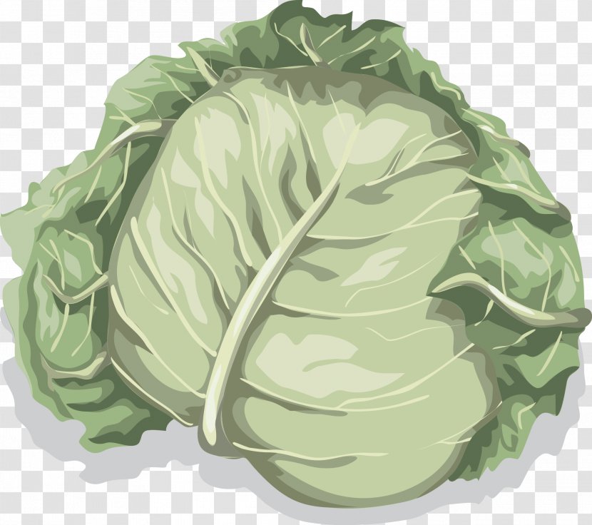 Cabbage Cauliflower Vegetable Lettuce - Vector Transparent PNG