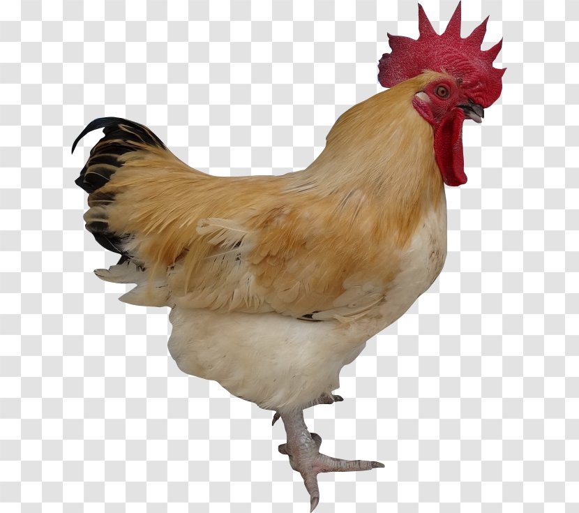 Rooster Chicken Free Range Egg Agriculture - Species Transparent PNG