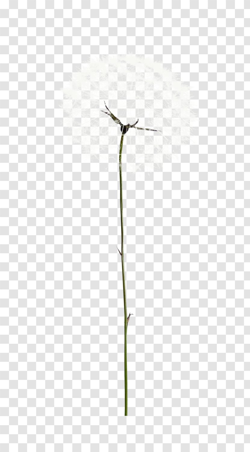 Energy - Twig - Pretty Creative Dandelion Transparent PNG