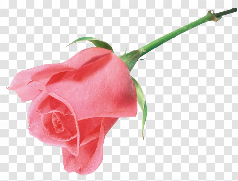 Still Life: Pink Roses Beach Rose Flower Clip Art - Peach Transparent PNG
