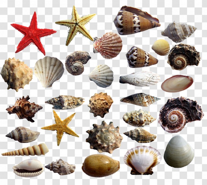 Cockle Seashell Conchology Starfish - Clam - Conch Shells And Transparent PNG