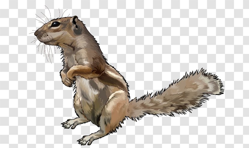 Chipmunk European Ground Squirrel Tree Fuerteventura - Introduced Species - Ardilla Transparent PNG