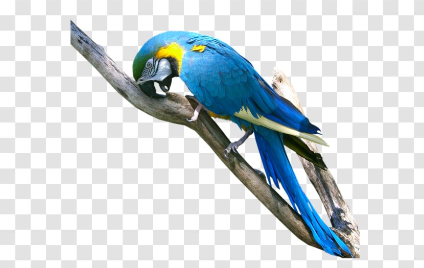 Parrot Bird Macaw Parakeet Transparent PNG