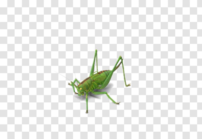 Grasshopper Insect Locust Green Transparent PNG