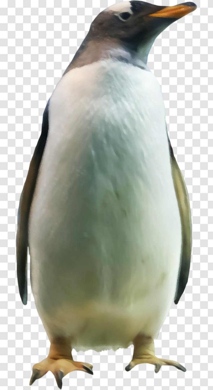 King Penguin Download - Fauna - Pretty Penguins Transparent PNG