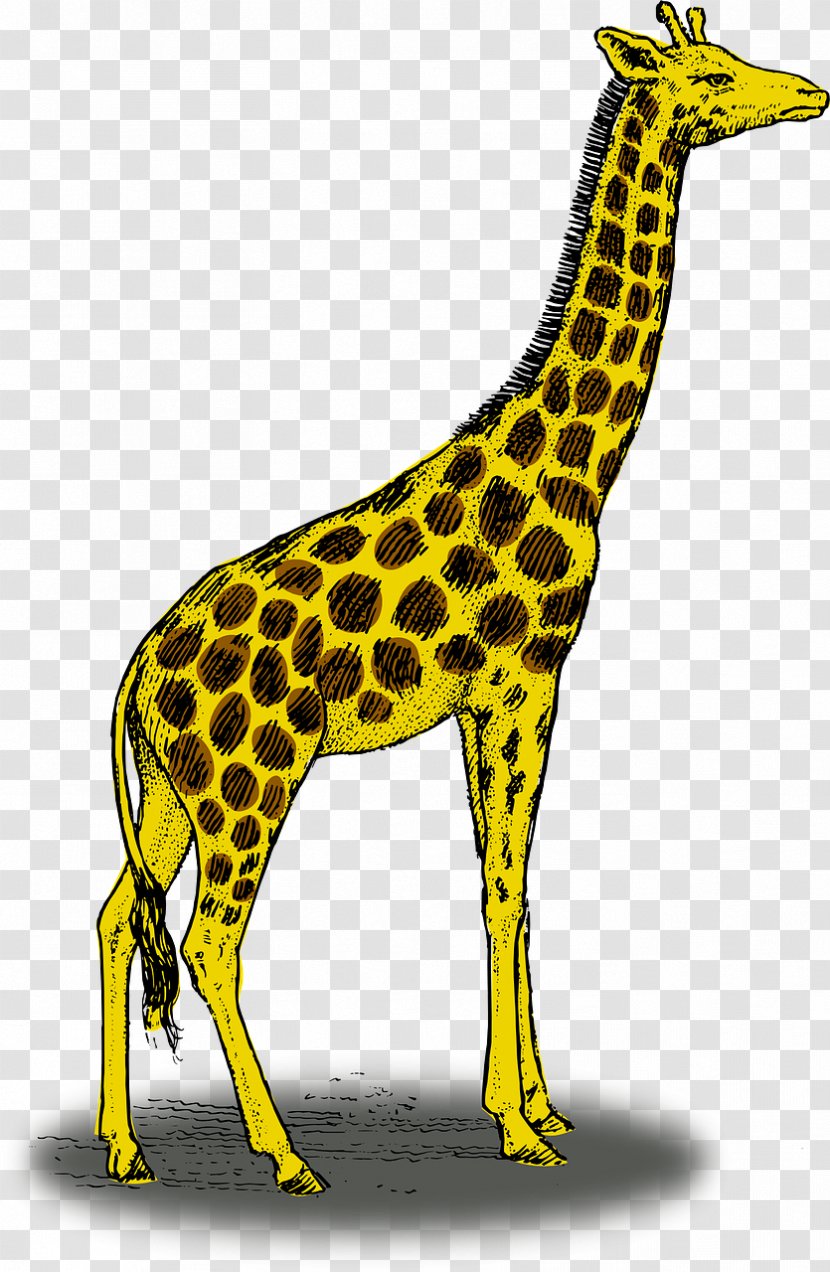 Giraffe Drawing Pencil Clip Art - Yellow Transparent PNG