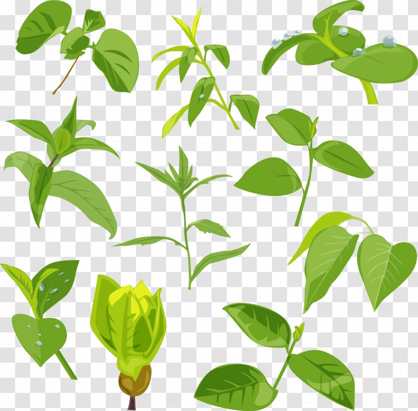 Download Clip Art - Pattern - Green Leaves Picture Transparent PNG