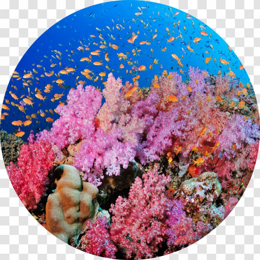 Coral Reef Bligh Water The Barrier Great - Sea Transparent PNG