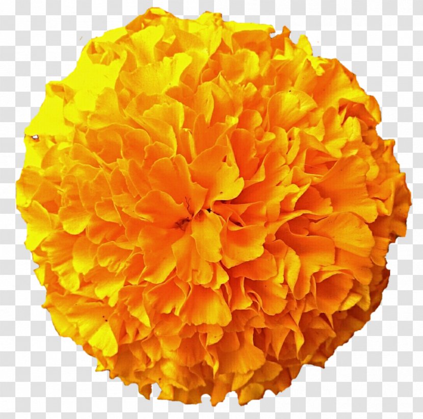 Mexican Marigold Flower Download Clip Art - Yellow Transparent PNG