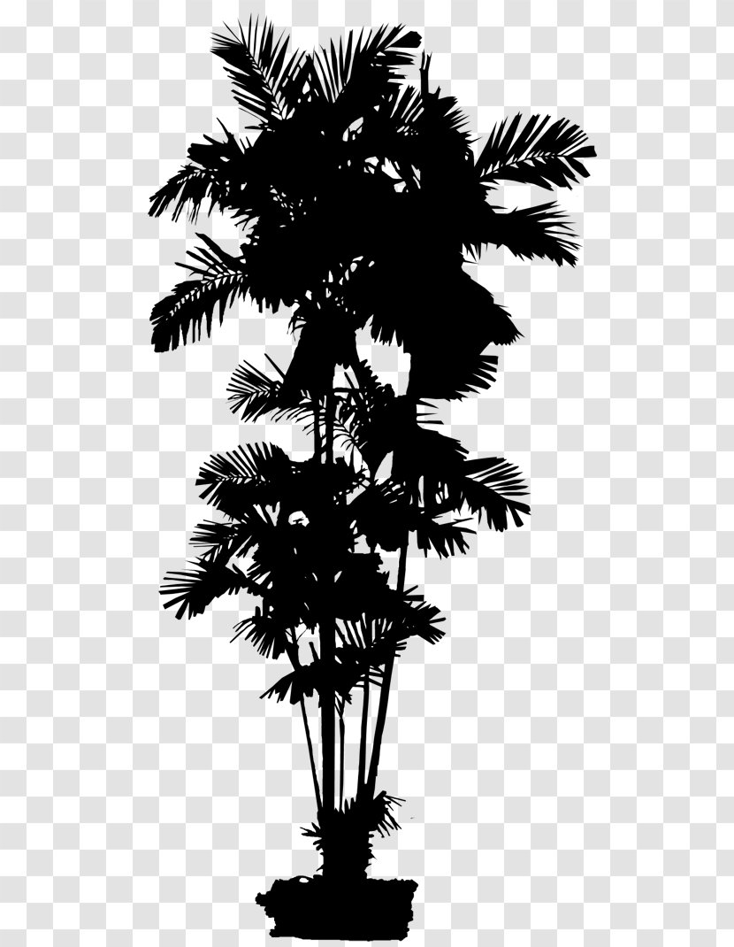 Asian Palmyra Palm Date Leaf Trees Silhouette - Branch - Desert Transparent PNG