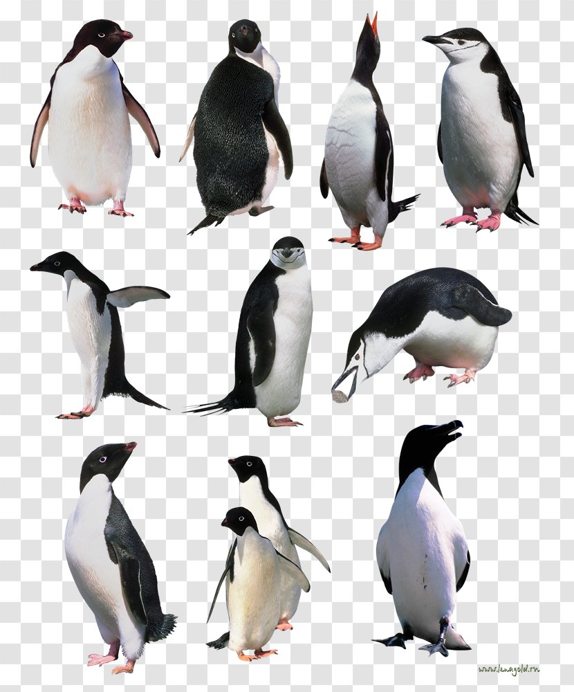 Penguin Clip Art - Display Resolution - Penguins Transparent PNG