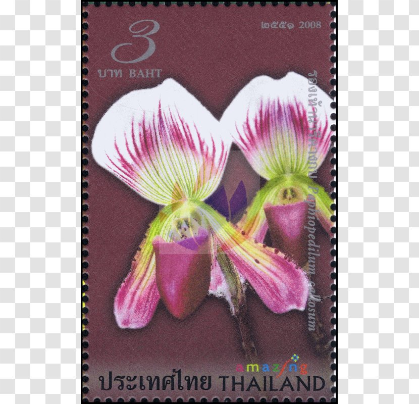 Violet Family Amazing Thailand Violaceae - Flowering Plant Transparent PNG