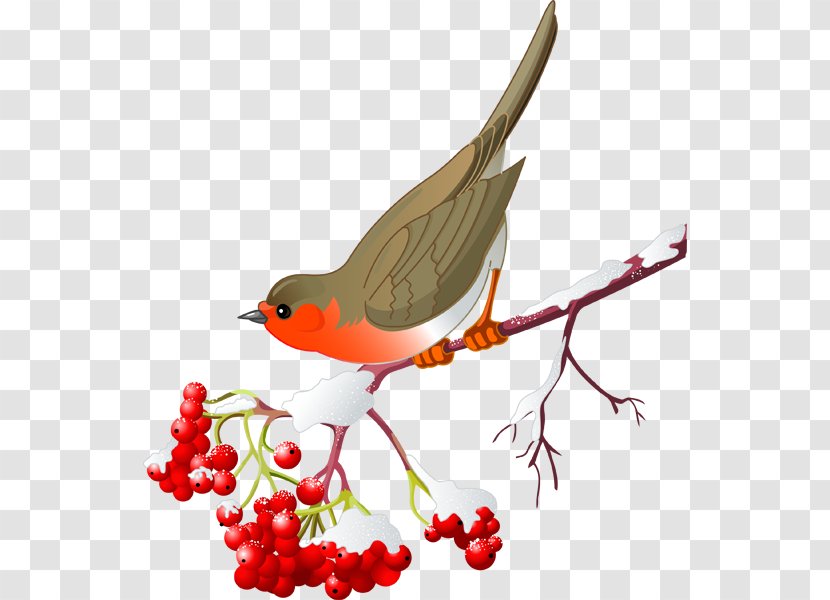 Bird Northern Cardinal European Robin Clip Art - Twig Transparent PNG