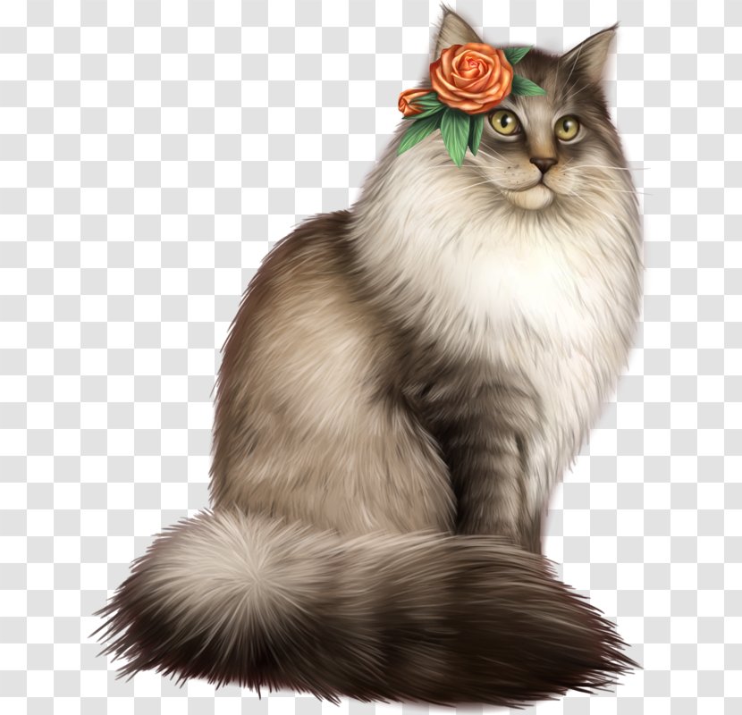 Siberian Cat Maine Coon Asian Semi-longhair Nebelung Norwegian Forest - Domestic Long Haired - Chaton Transparent PNG