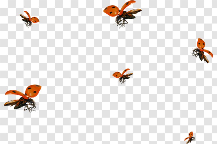 Clip Art - Membrane Winged Insect - Ladybug Transparent PNG