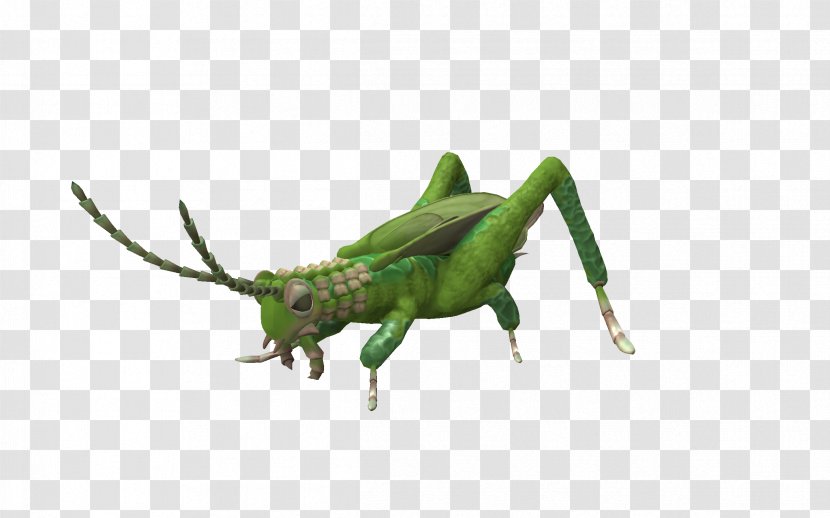Grasshopper Locust Insect Pest Cricket - Arthropod Transparent PNG