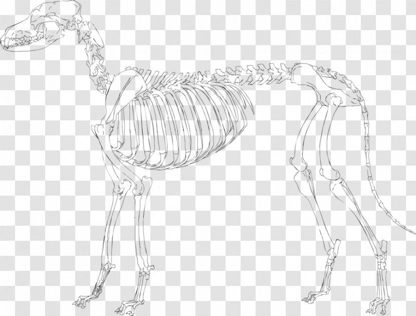 Skeleton Drawing Pekingese Sketch - Skull Transparent PNG