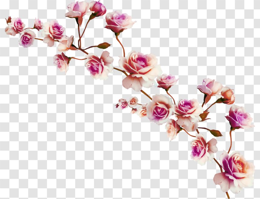 Digital Image Clip Art - Cut Flowers - Plant Transparent PNG