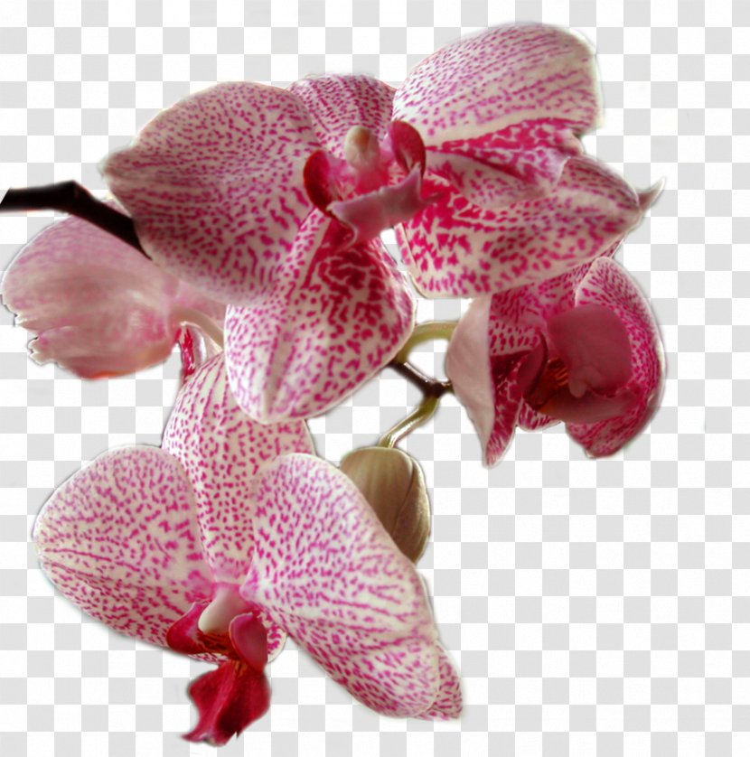 Moth Orchids Flower Plant - Stock Photography - Orchid Transparent PNG