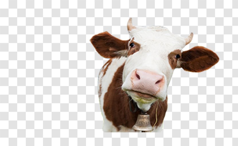 Dairy Cattle Milk India - Cow Transparent PNG