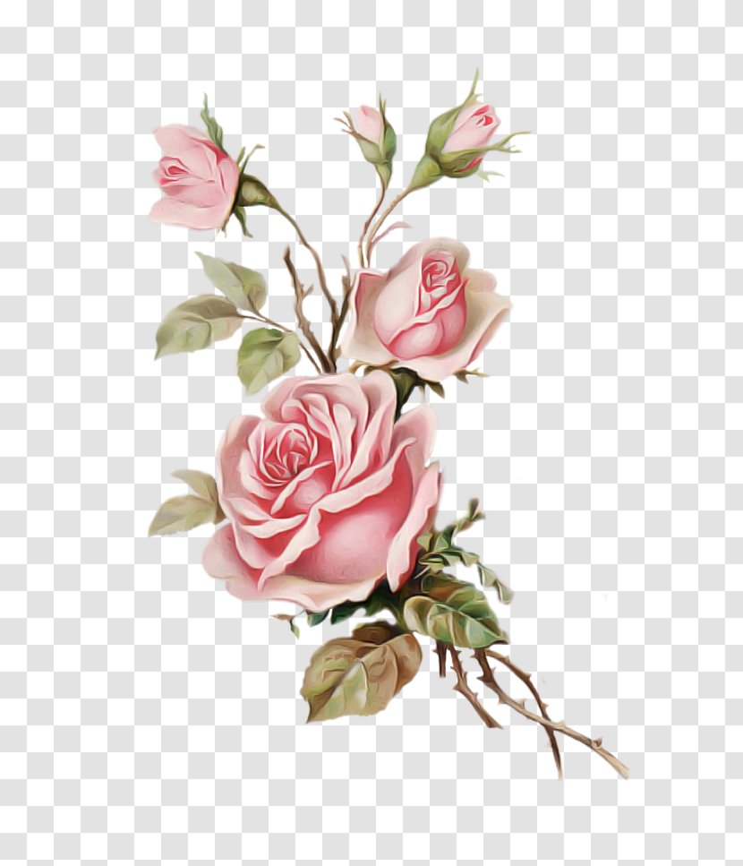 Garden Roses - Plant - Petal Flowering Transparent PNG