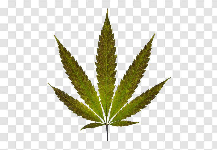 Marijuana Cannabis Leaf Transparent PNG