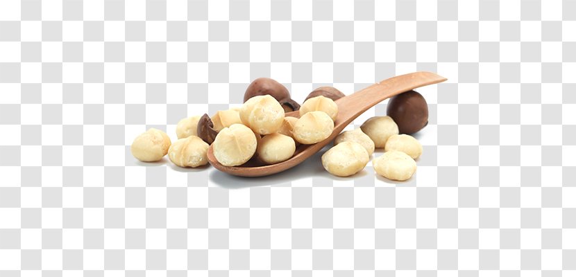 Macadamia Oil Nut Tree Allergy - Zen - Peanut Transparent PNG