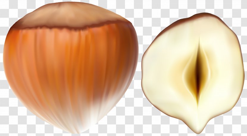 Hazelnut Clip Art - Transparent Transparent PNG