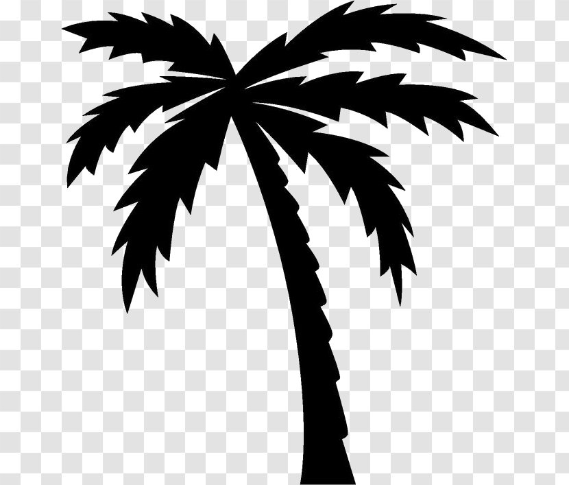 Drawing Arecaceae - Arecales - Tree Transparent PNG