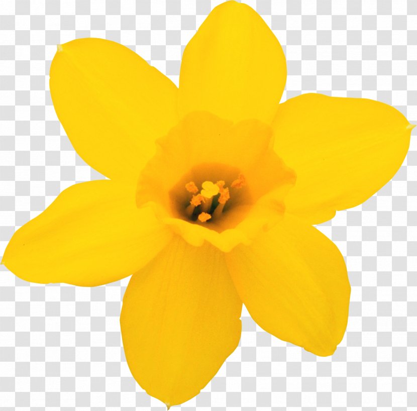 Daffodil Flower Narcissus Clip Art - Audio Video Interleave Transparent PNG