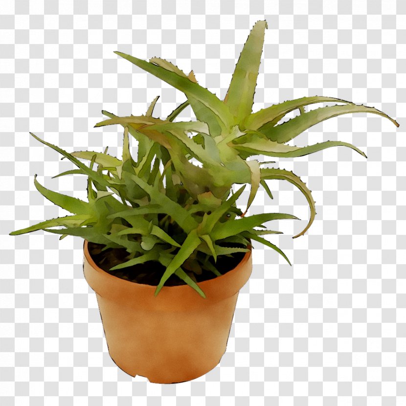 Houseplant Succulent Plant Gasteria Plants Ornamental - Echeveria - Aloes Transparent PNG