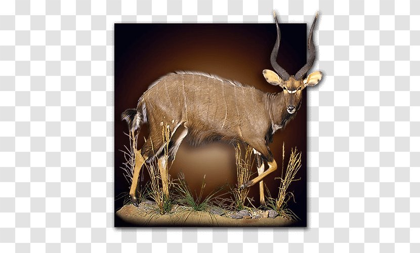 Taxidermy Reindeer Hunting Elk - Horn Transparent PNG