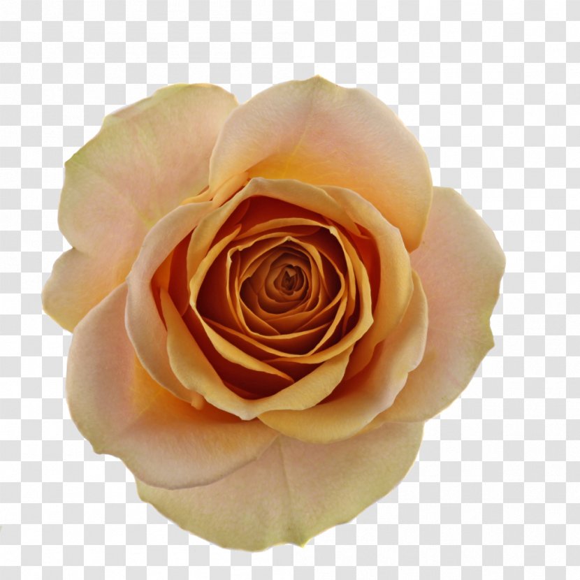 Garden Roses Cabbage Rose Floribunda Cut Flowers Qualirosa B.V. - Mustard Transparent PNG