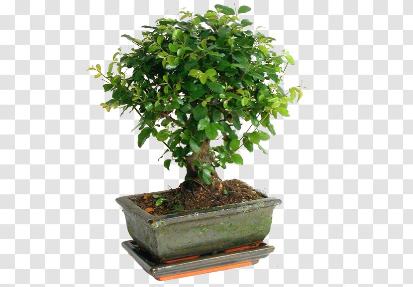 Sageretia Theezans Bonsai Weeping Fig Houseplant Tree Transparent PNG