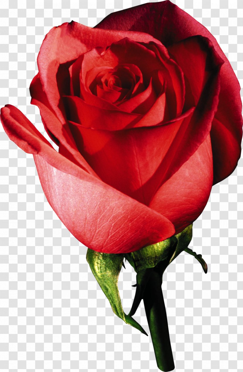 Garden Roses Desktop Wallpaper - Rose - White Transparent PNG