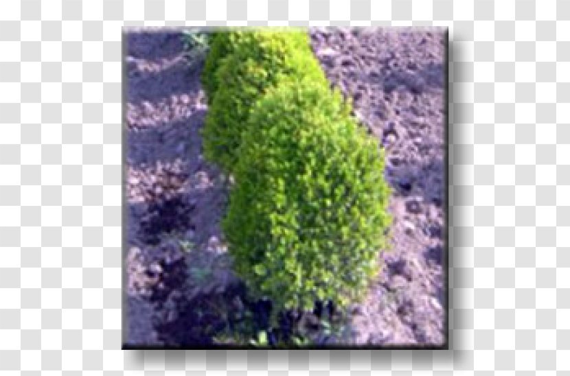 Buxus Sempervirens Бордюр Shrub Evergreen Ornamental Plant - Tree Transparent PNG