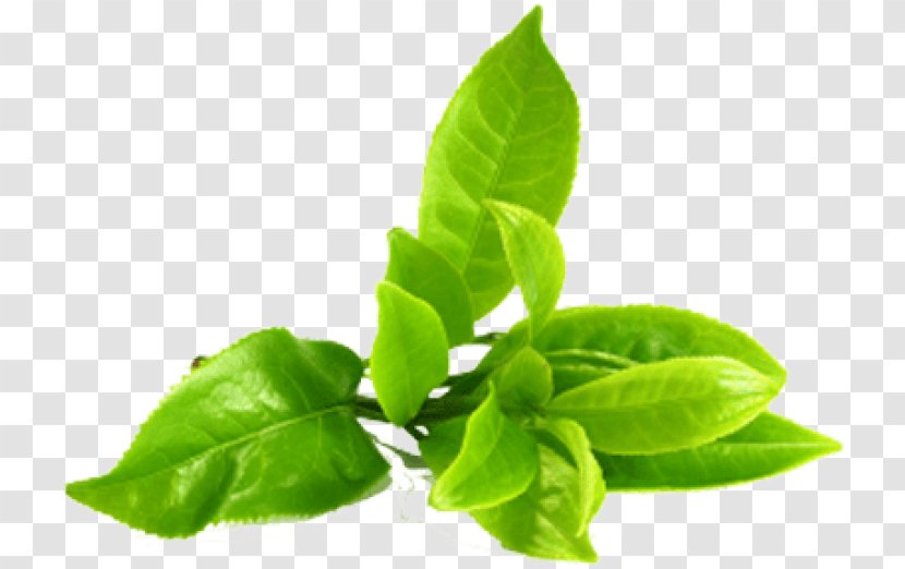 Green Tea Clip Art Image - Leaf Transparent PNG