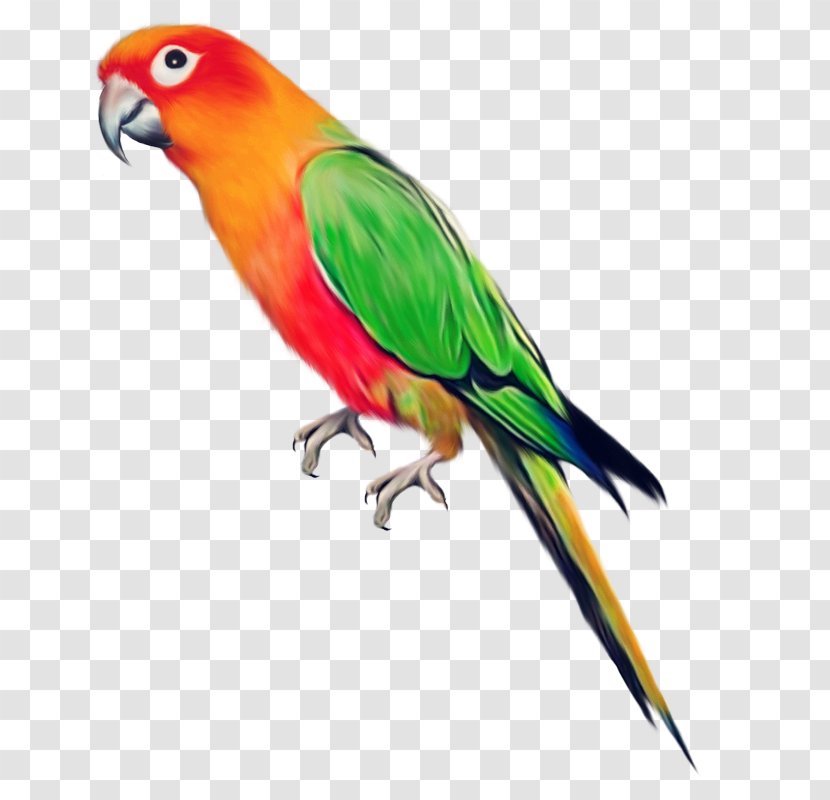 Parrot Bird Clip Art - Display Resolution - Pictures Transparent PNG