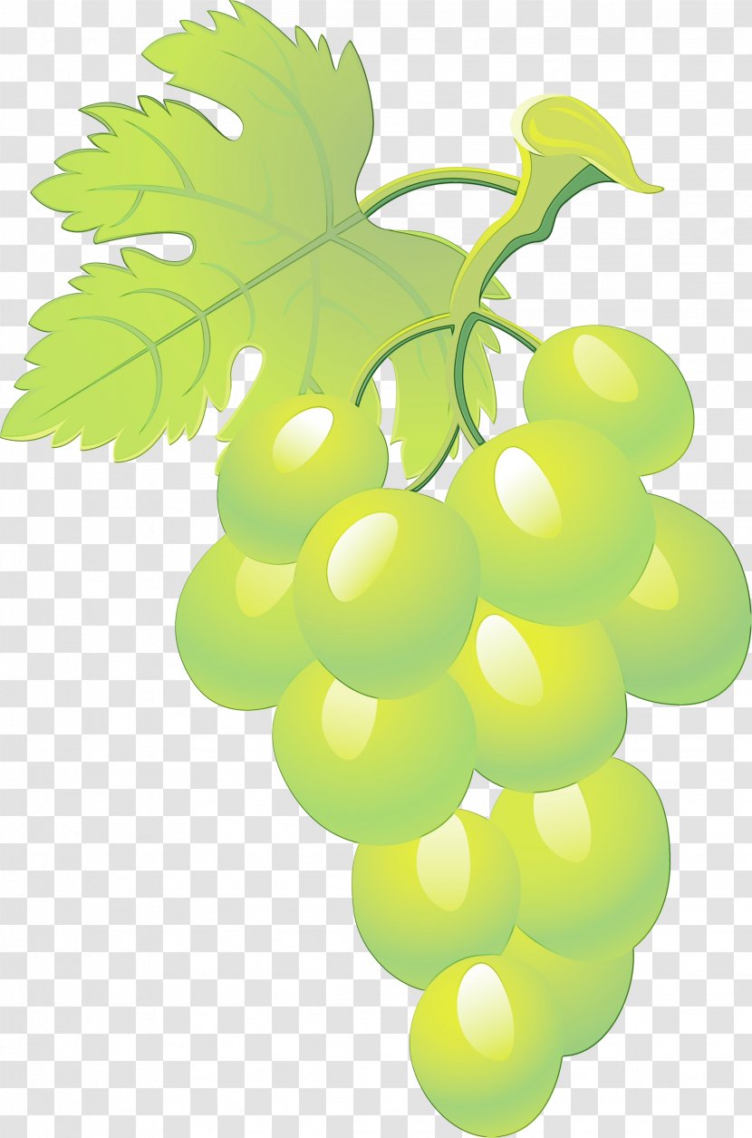 Watercolor Flower Background - Grapevines - Food Tree Transparent PNG