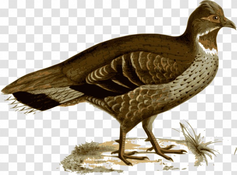 Duck Bird Grouse Verreaux's Monal-partridge Pheasant - Fauna Transparent PNG