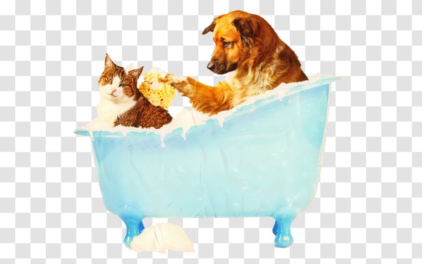 Dog And Cat - Paw Companion Transparent PNG